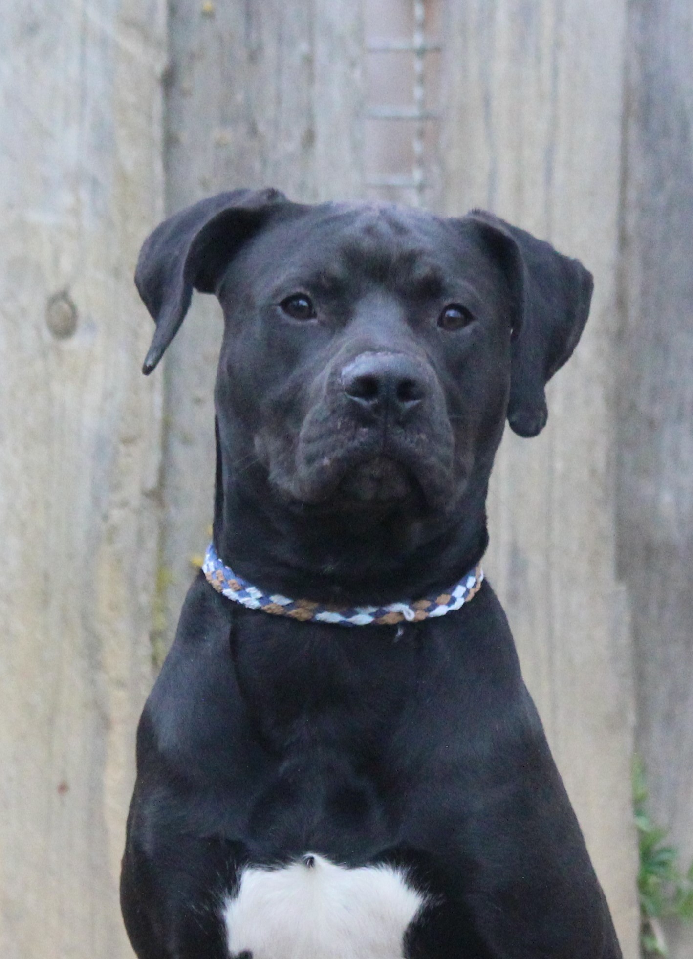 Joe, Labbi - Mix – Tierheim Nördlingen