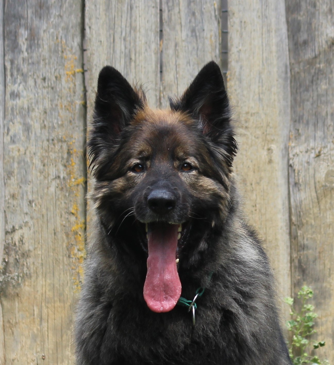 Naika, Schäferhund – Tierheim Nördlingen