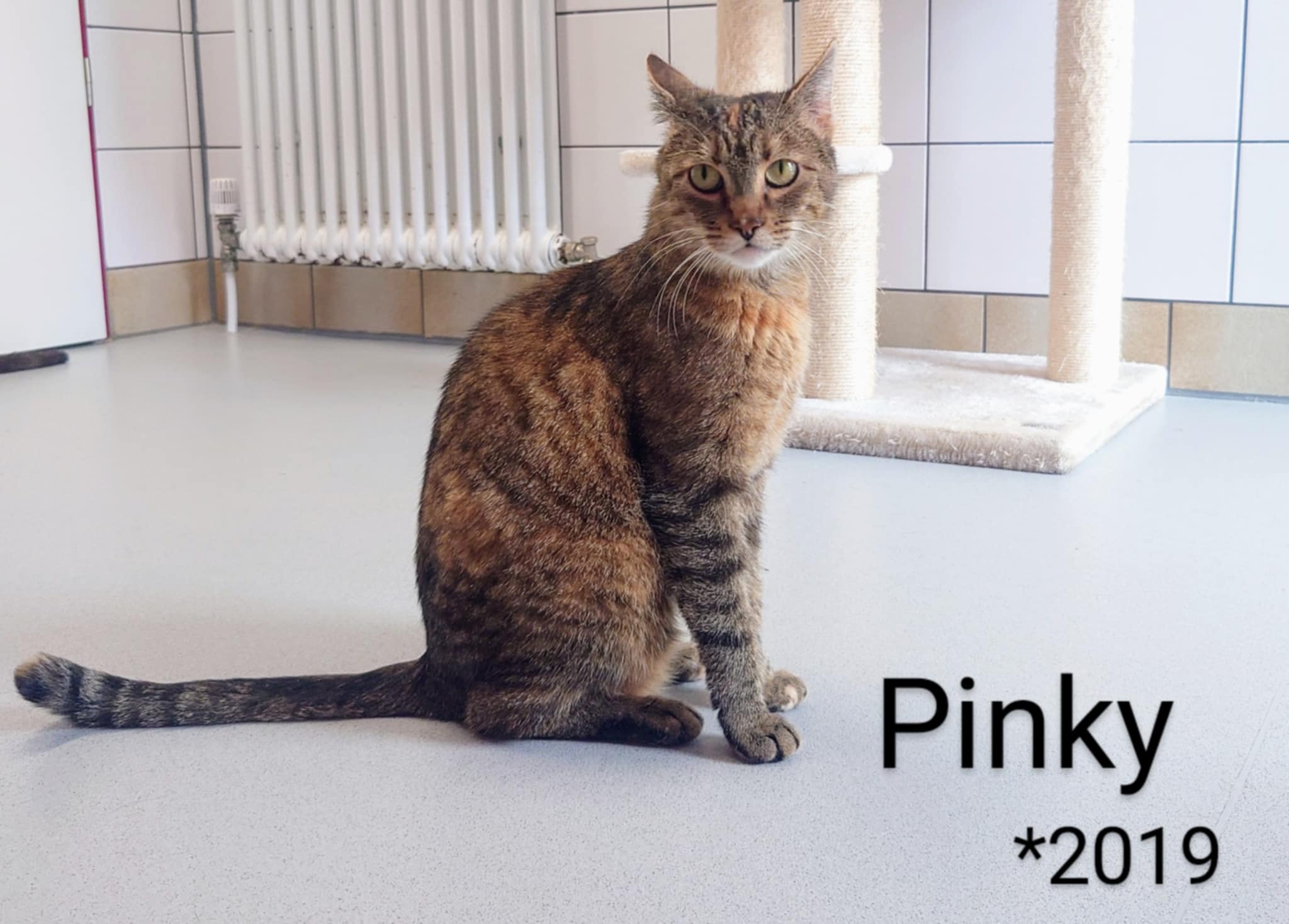 Pinky, EHK – Tierheim Nördlingen
