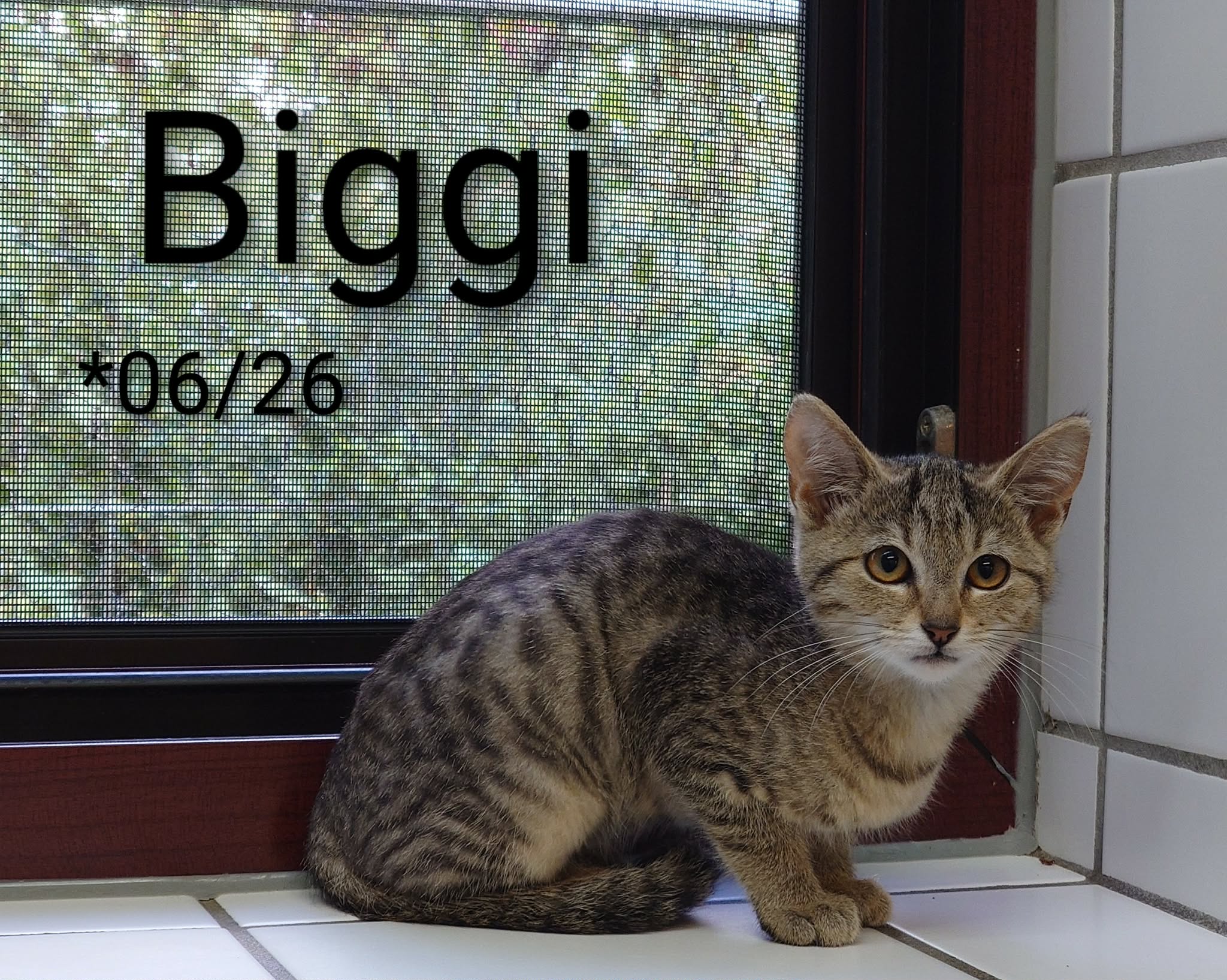 Biggi, EHK – Tierheim Nördlingen