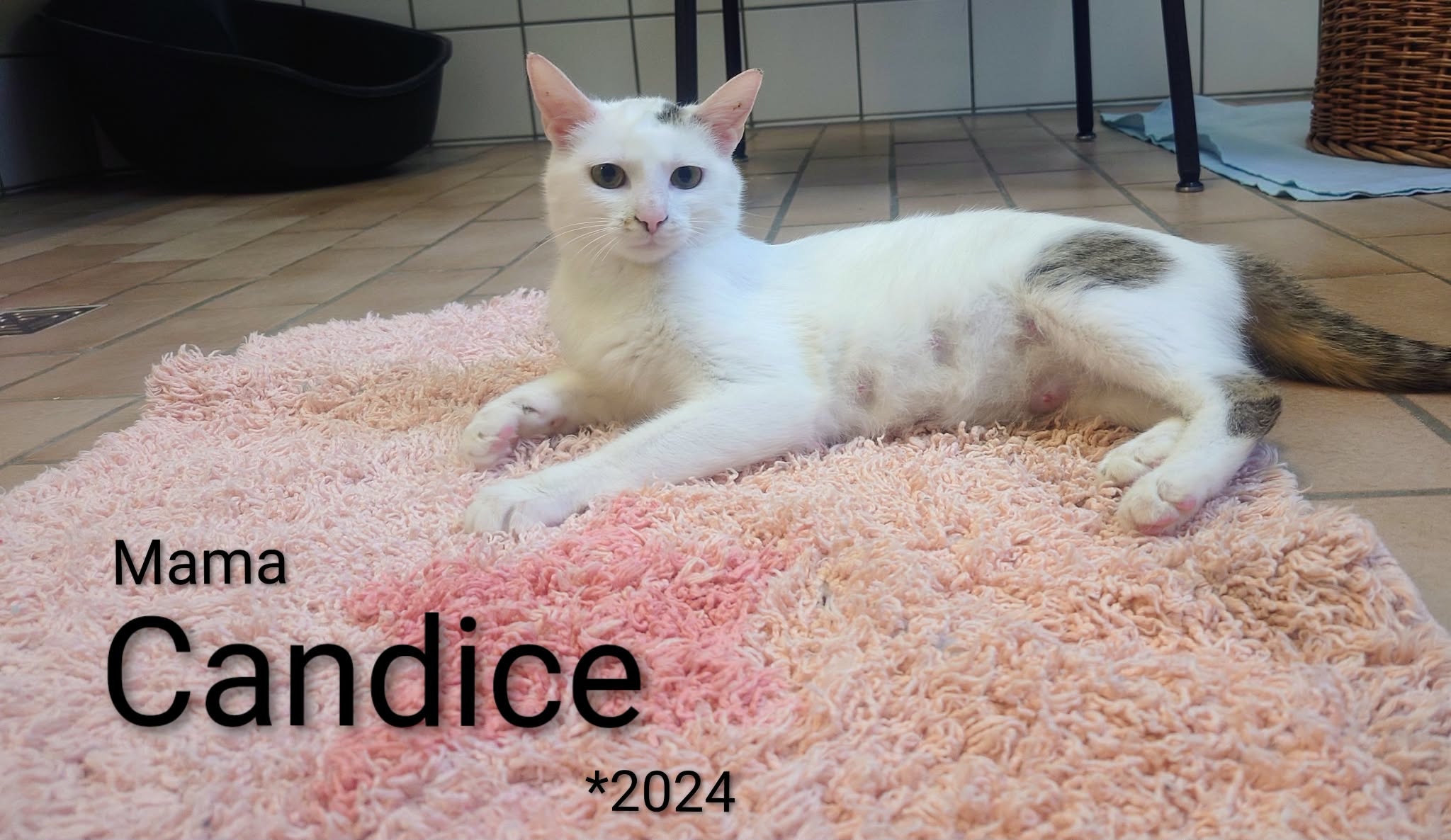 Candice, EHK – Tierheim Nördlingen
