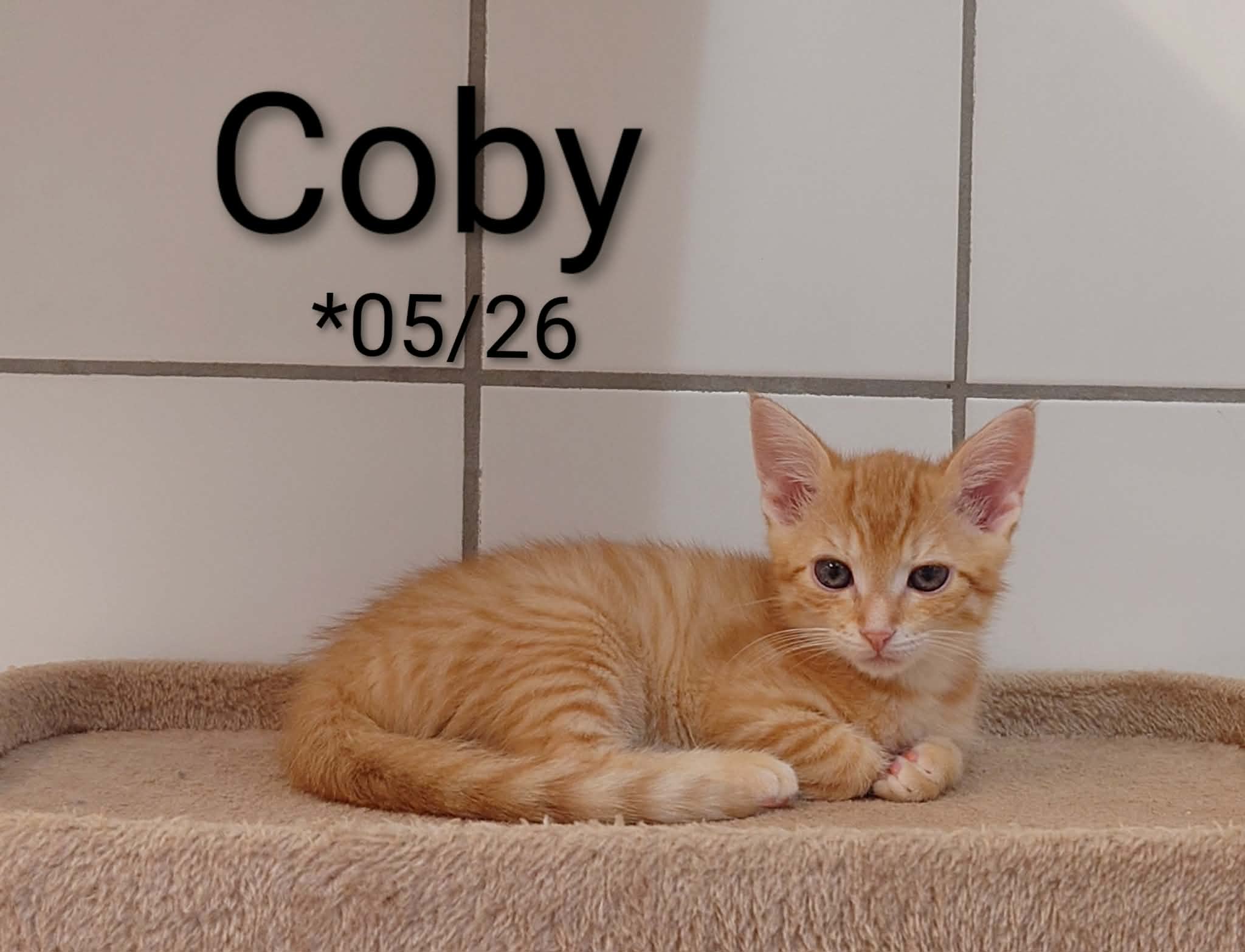 Coby, EHK – Tierheim Nördlingen