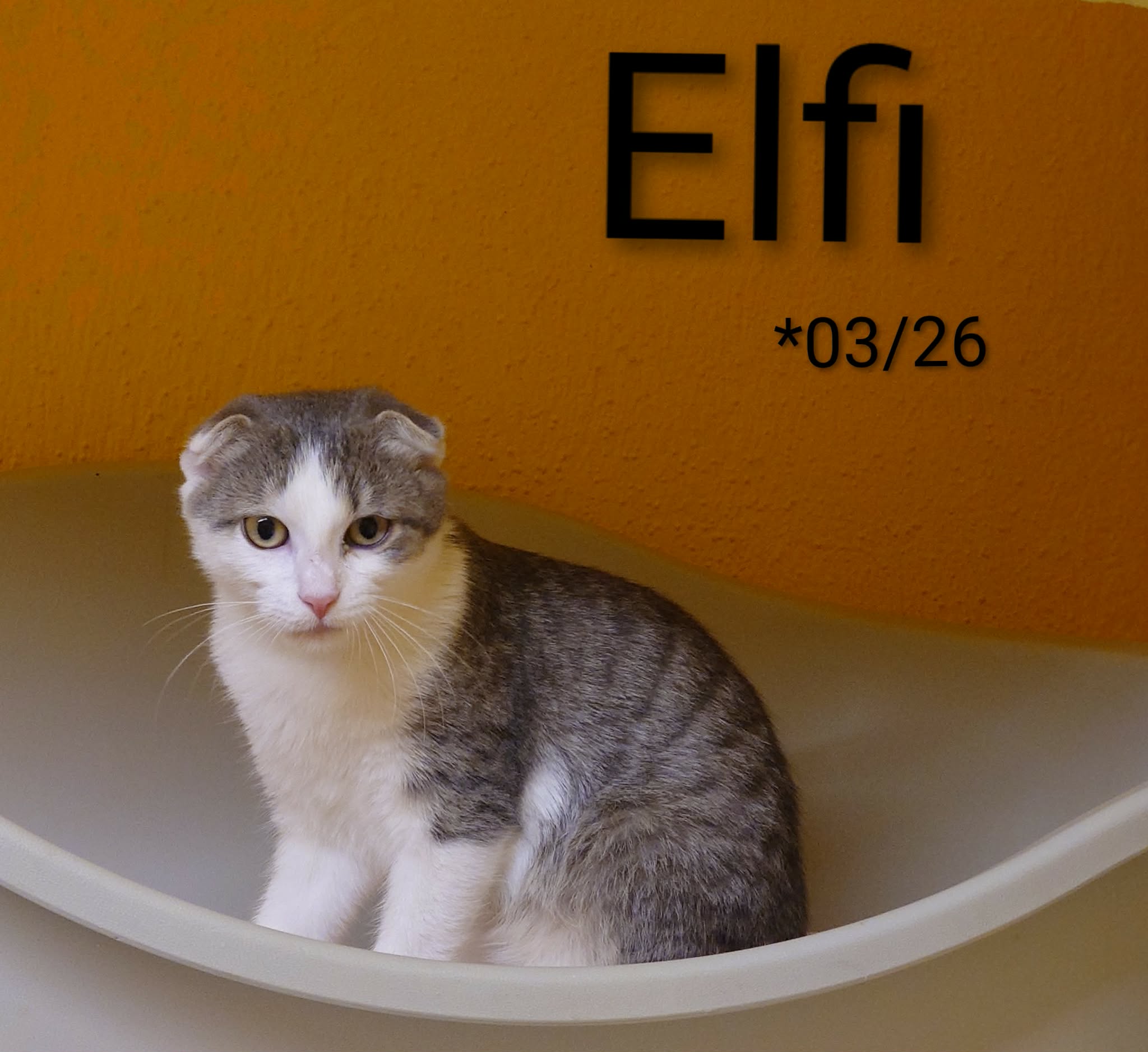 Elfi, Faltohr Mix – Tierheim Nördlingen