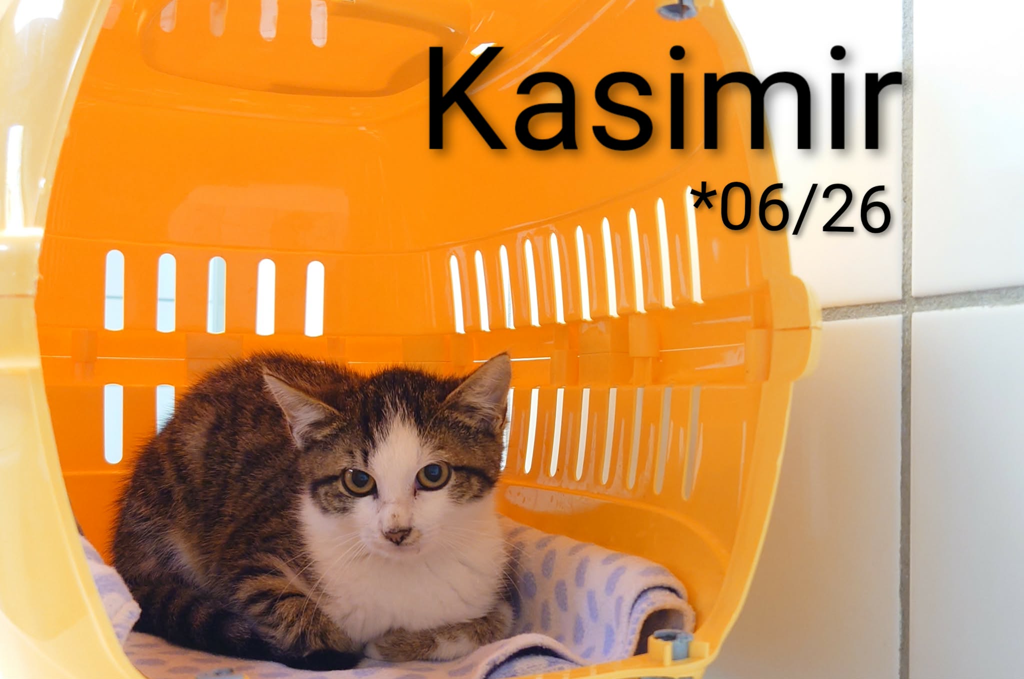 Kasimir, EHK – Tierheim Nördlingen