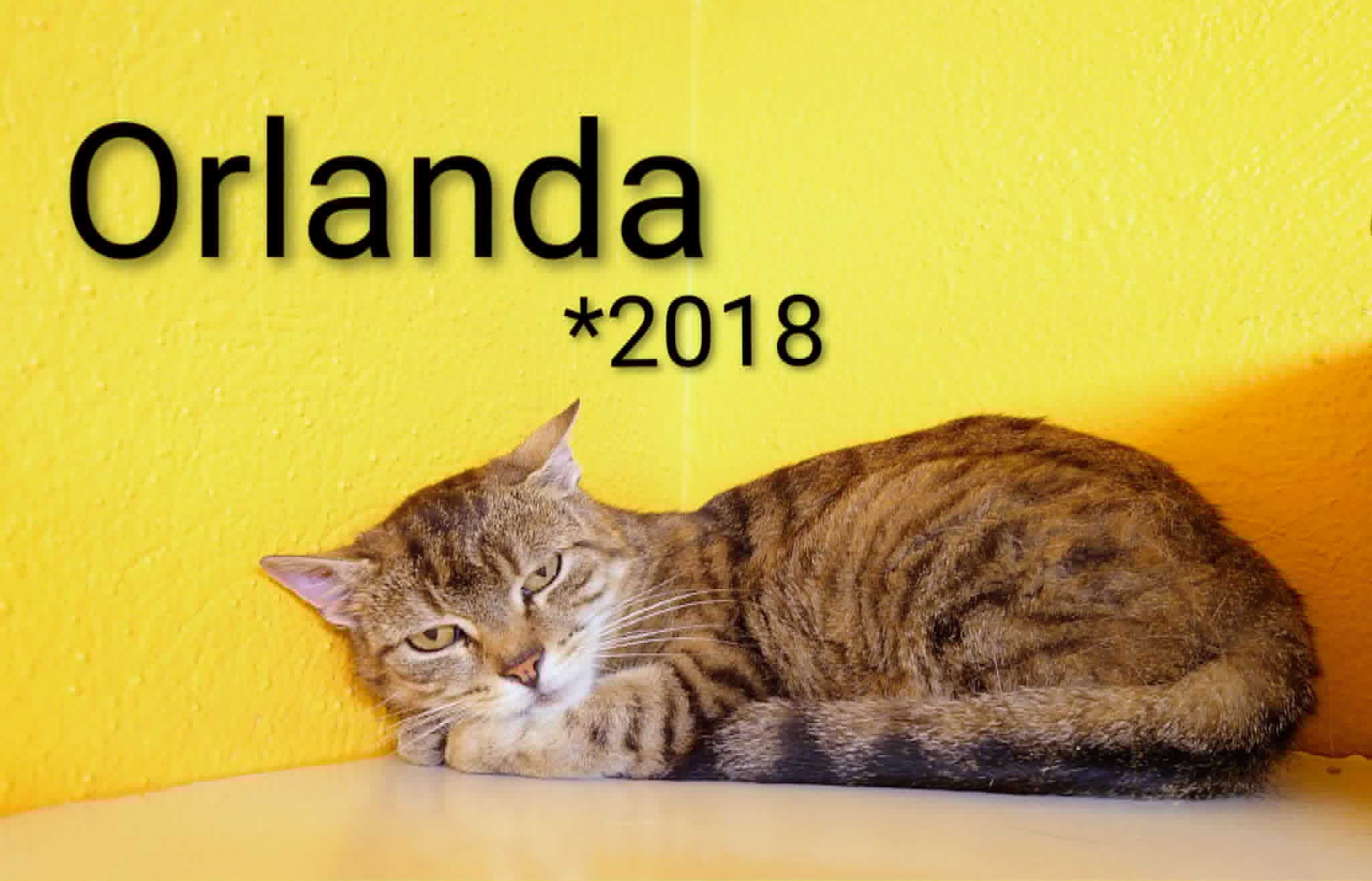 Orlanda, EHK – Tierheim Nördlingen