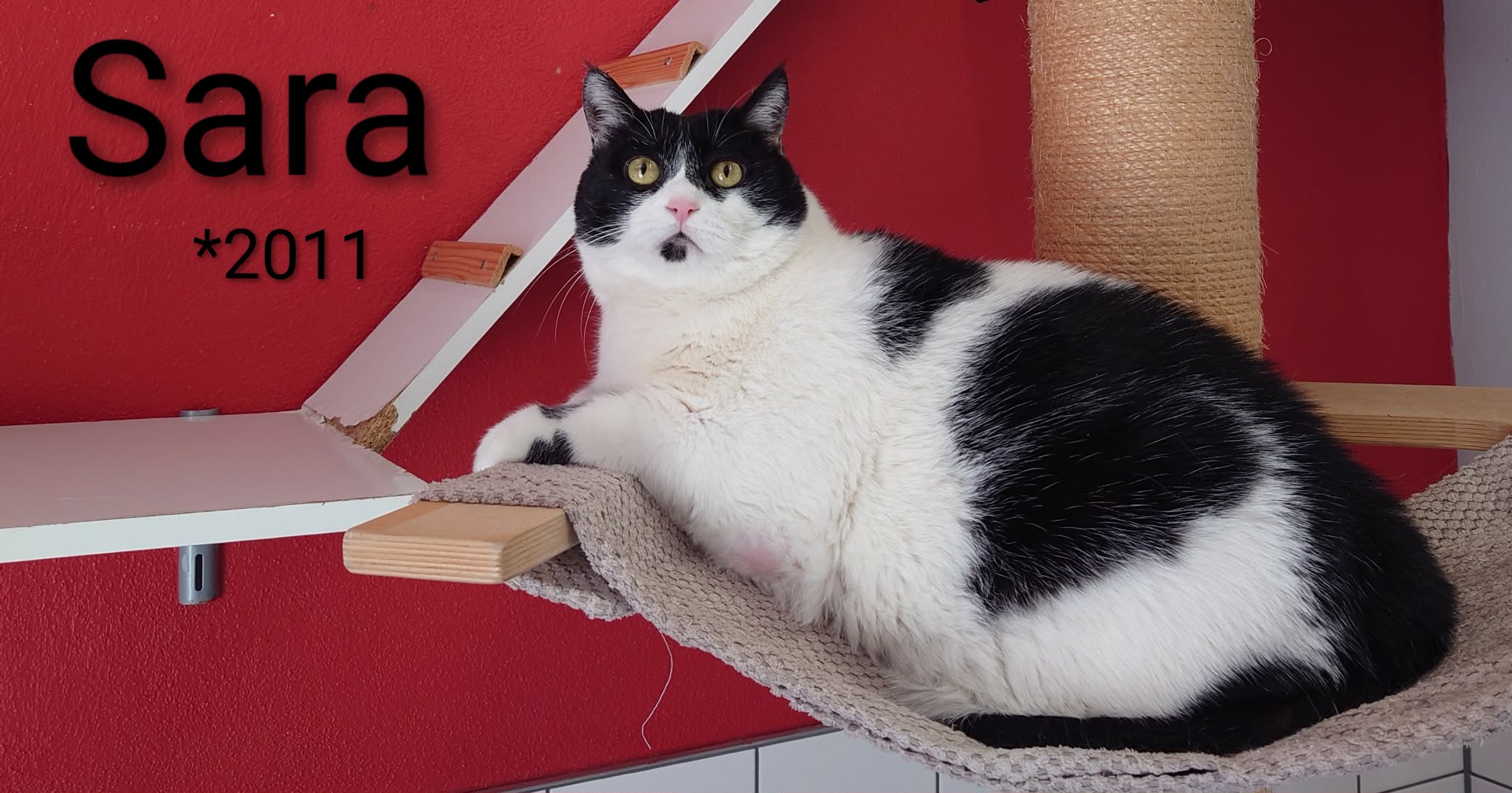 Sara, EHK – Tierheim Nördlingen