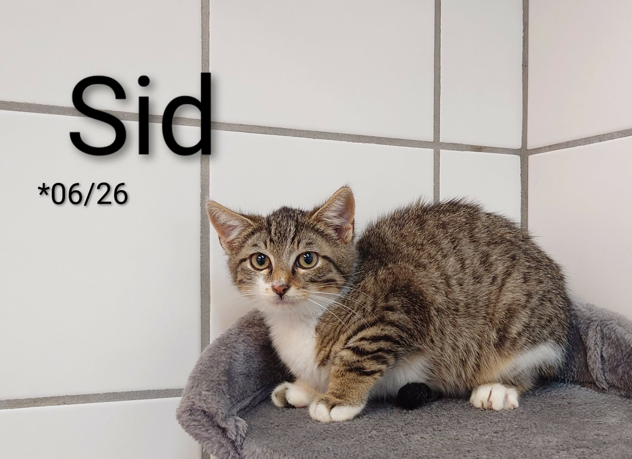 Sid, EHK – Tierheim Nördlingen