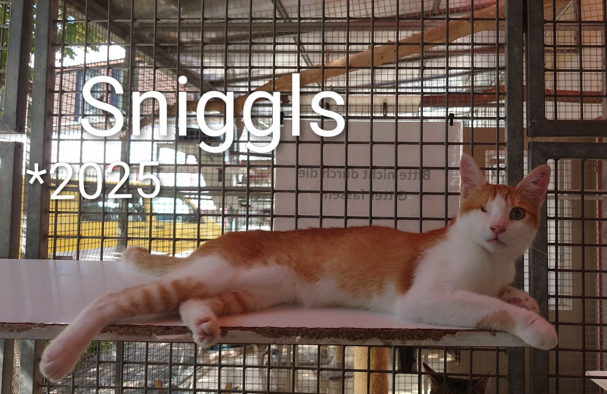Sniggels, EHK – Tierheim Nördlingen