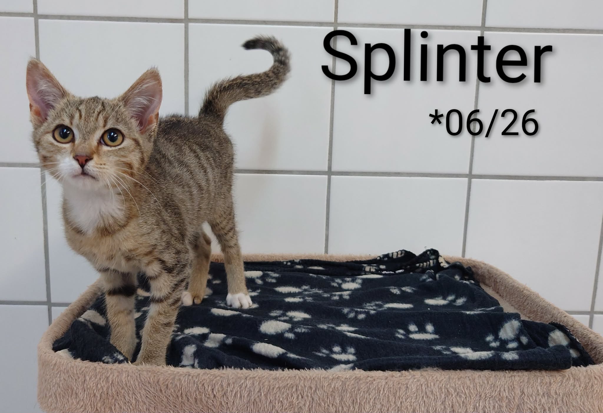 Splinter, EHK – Tierheim Nördlingen